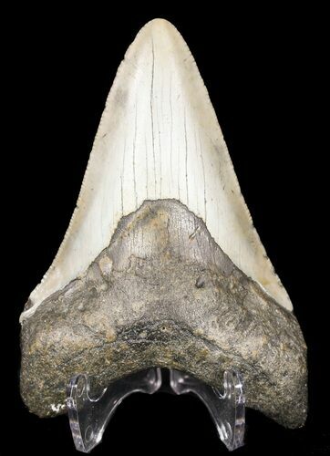Megalodon Tooth - North Carolina #53241